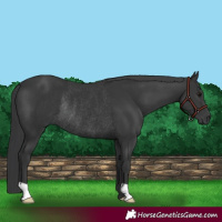 Horse Color:Black Rabicano