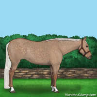Horse Color:Silver Grullo Rabicano