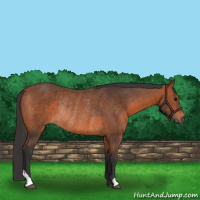 Horse Color:Bay Rabicano
