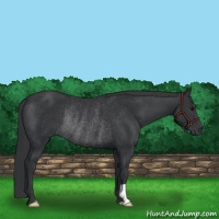 Horse Color:Black Rabicano 