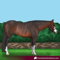 Horse Color:Bay Rabicano 