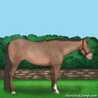 Horse Color:Sable Champagne Rabicano 