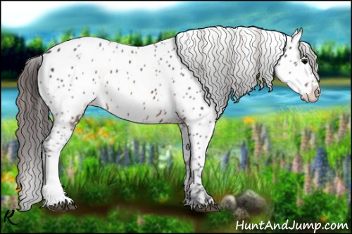 Horse Color:Brown Appaloosa 