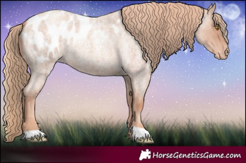 Horse Color:Gold Champagne Roan Appaloosa