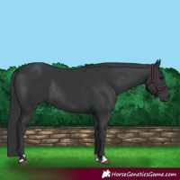 Horse Color:Black Rabicano 