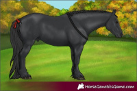 Horse Color:Black 