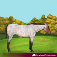 Horse Color:Bay Roan 