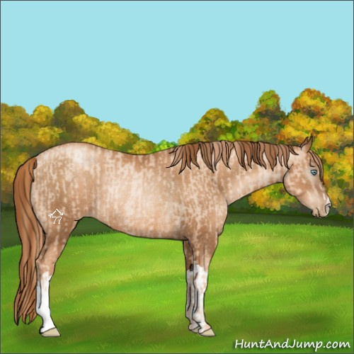 Horse Color:Gold Champagne Pearl Rabicano and Gray Gold Champagne Pearl Rabicano