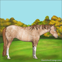 Horse Color:Gold Champagne Pearl Rabicano and Gray Gold Champagne Pearl Rabicano