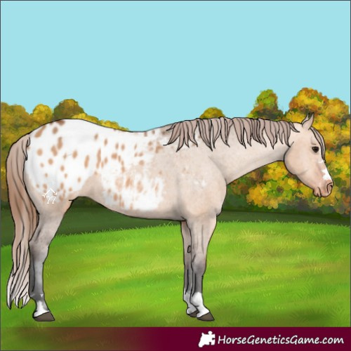 Horse Color:Bay Dun Appaloosa 