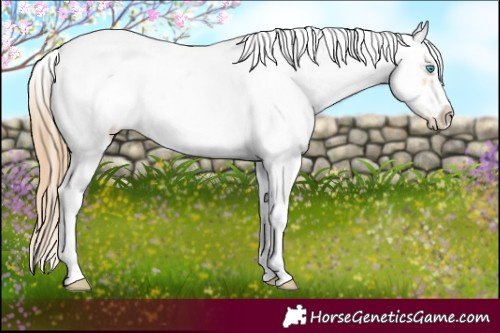 Horse Color:Buckskin Pearl Mushroom Sabino Frame Rabicano 