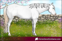 Horse Color:Buckskin Pearl Mushroom Sabino Frame Rabicano
