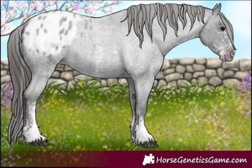 Horse Color:Blue Roan Mushroom Sabino Appaloosa 