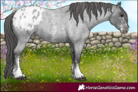 Horse Color:Blue Roan Mushroom Sabino Blanket 