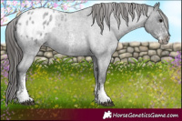 Horse Color:Blue Roan Mushroom Sabino Appaloosa