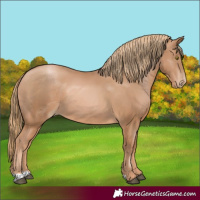 Horse Color:Chestnut Pearl 