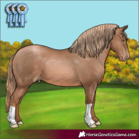 Horse Color:Liver Chestnut Pearl 
