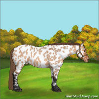 Horse Color:Bay Roan Dun Appaloosa 
