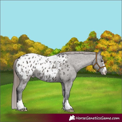 Horse Color:Grullo Appaloosa 