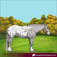 Horse Color:Grullo Appaloosa