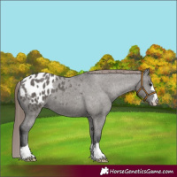 Horse Color:Grullo Appaloosa 