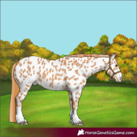 Horse Color:Chestnut Near Leopard 