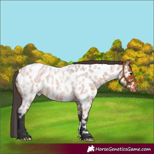 Horse Color:Unknown 