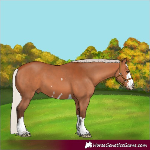 Horse Color:Silver Bay 