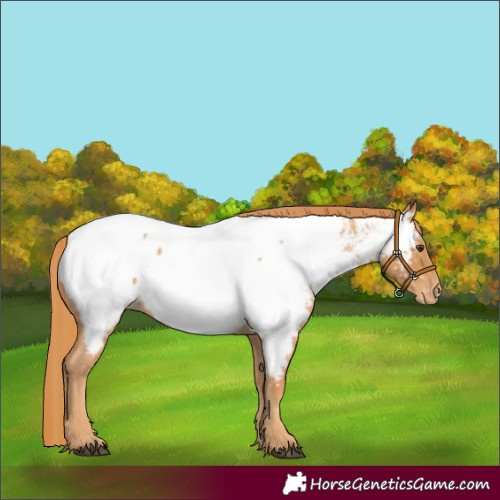 Horse Color:Red Roan Appaloosa 