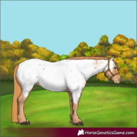 Horse Color:Red Roan Appaloosa 