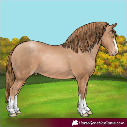 Horse Color:Chestnut Pearl 
