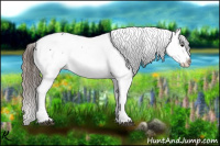 Horse Color:Smoky Black Appaloosa 