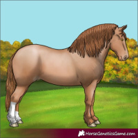 Horse Color:Chestnut Pearl 