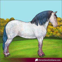 Horse Color:Bay Ice Roan Pearl 