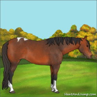 Horse Color:Bay Tobiano