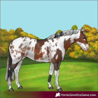 Horse Color:Brown Rabicano and Brown Dun Appaloosa Rabicano