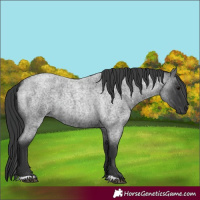 Horse Color:Blue Roan 
