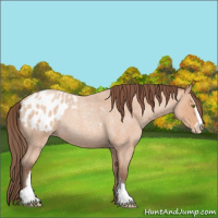 Horse Color:Amber Champagne Roan Sabino Appaloosa Rabicano 
