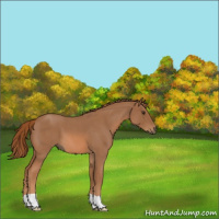 Horse Color:Red Roan 