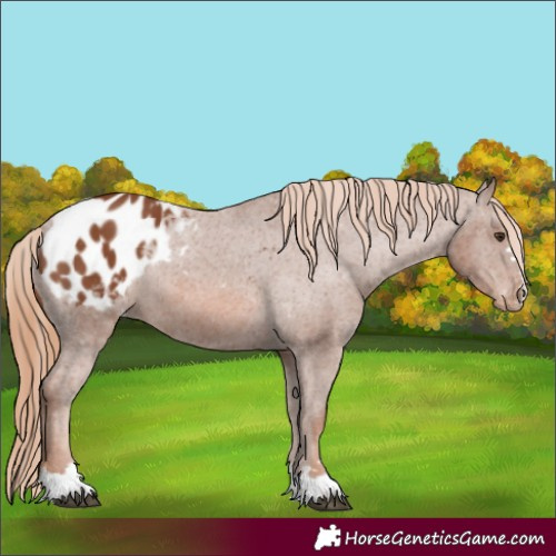 Horse Color:Chestnut Appaloosa 