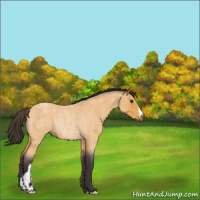 Horse Color:Buckskin Roan Rabicano 