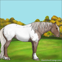 Horse Color:Silver Blue Roan Appaloosa Rabicano 