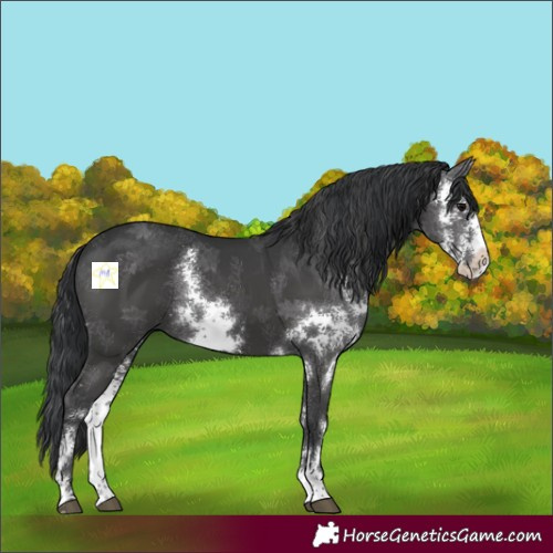 Horse Color:Black Sabino Rabicano 