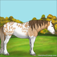 Horse Color:Buckskin Roan Splash Appaloosa Rabicano