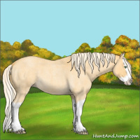 Horse Color:Gold Cream Champagne Roan Splash 