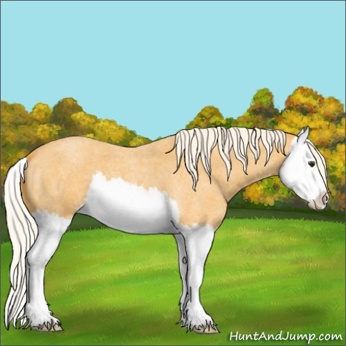 Horse Color:Palomino Roan Splash