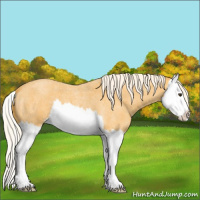 Horse Color:Palomino Roan Splash 