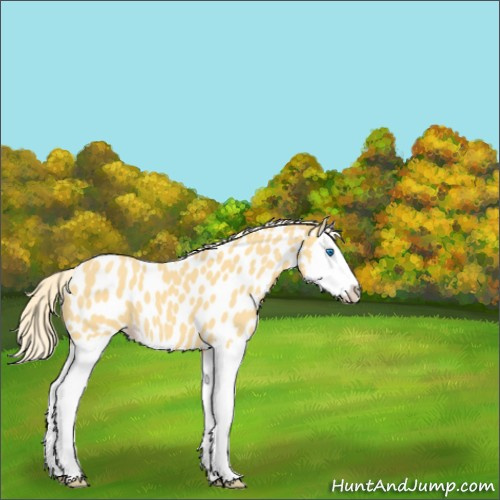 Horse Color:Gold Cream Champagne Splash Near Leopard