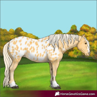 Horse Color:Palomino Appaloosa 