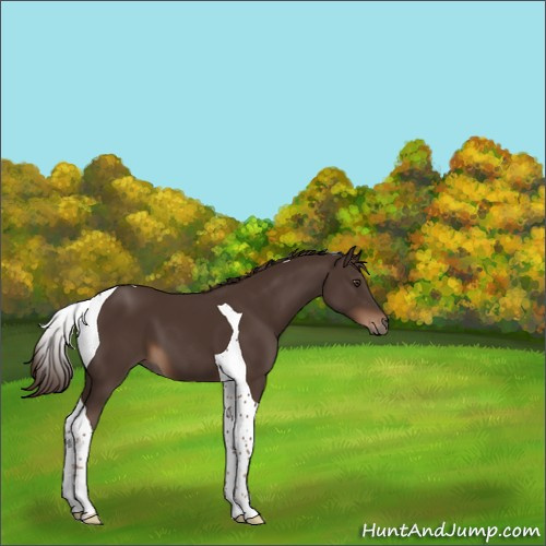 Horse Color:Liver Chestnut Tobiano